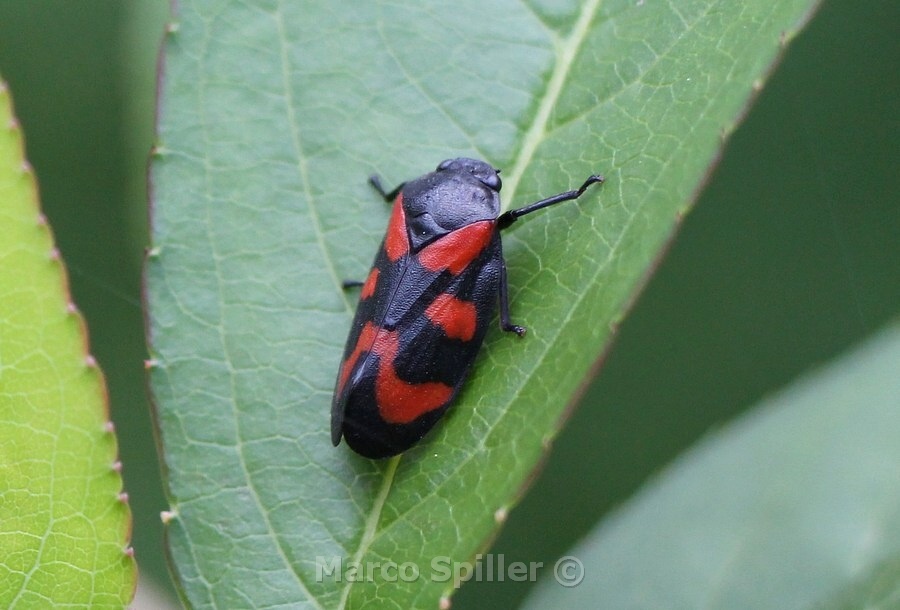 Cercopis vulnerata dal Veneto.